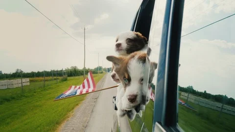 Dogs with the US flag go to the Independence Day party, peek out the car window Stock Footage