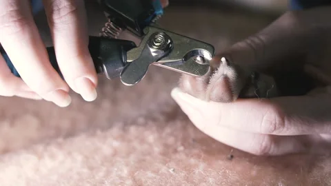 Dogs use special scissors to cut their nails Stock Footage 145036792