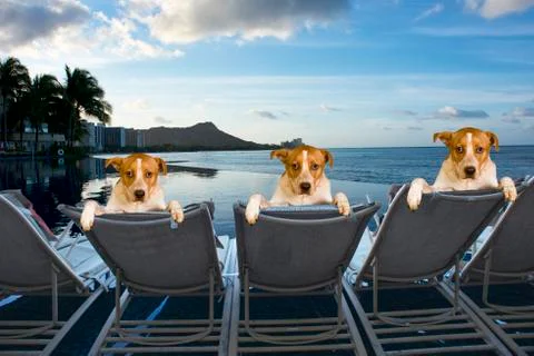 Dogs on Vacation. Foto stock