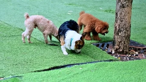 Dogs of various types are playing in the dog park Stock Footage 277253536