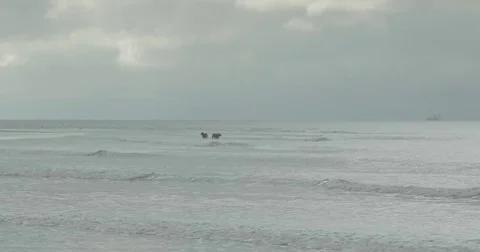 Dogs walk along a beach Stock Footage 76677080