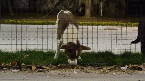 Dogs walk behind a locked cage. big fence. Видео 100583013