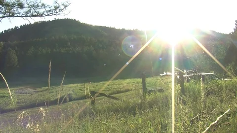 Dogs walk down a grassy path Video stock 91059907