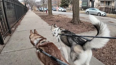 Dogs on a Walk Stockbeeldmateriaal 333029565
