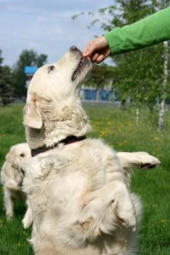 Dogs on walk Stock Photos