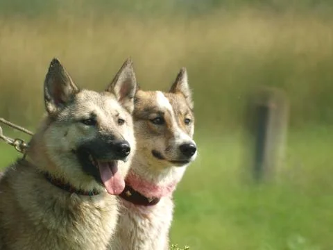 Dogs on a walk Stock Photos