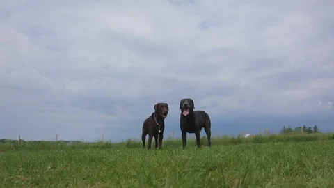 Dogs Walking Around The Field Stock Footage 124976209
