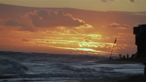 Dogs walking on beach. Stock Footage 48146576