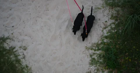 Dogs Walking Down Sandy Path Stock-Footage 262396119