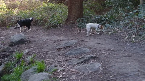 Dogs walking down a trail in the forest near a stream. Slow motion shot Stock Footage 217872805
