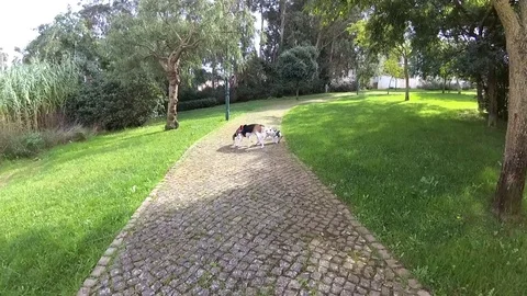 Dogs walking Stock-Footage 73681897