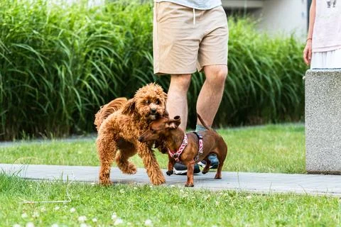 Dogs Walking with Human Stock Photos