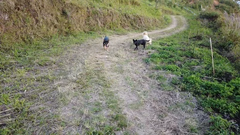 Dogs walking on mountain Stock Footage 105441635