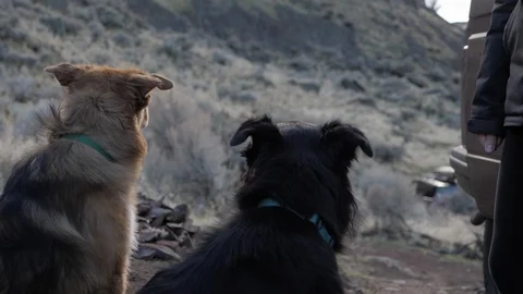 Dogs Watch a Sunset in the Wind Stock Footage 87720130