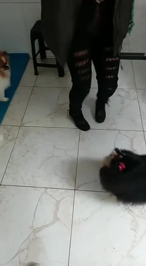 Dogs whisperer Video stock 302839759