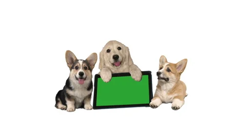 Dogs on a white background. electronic tablet with green screen Stock-Footage 119868419