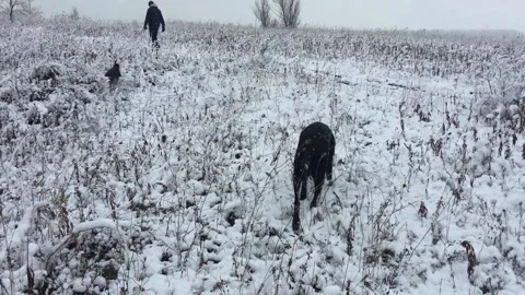 Dogs in winter Stock Footage 169966573