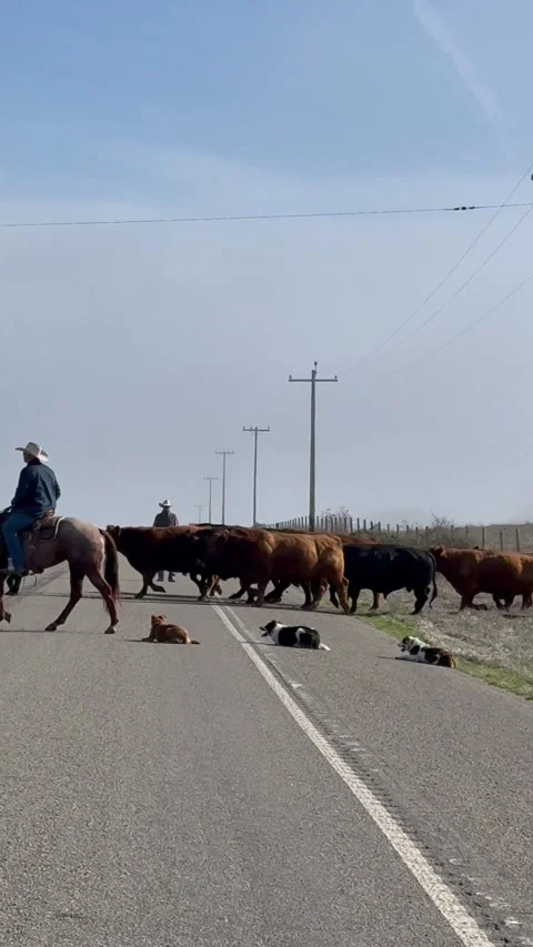 Dogs Work in Unison to Herd Cattle, California, USA Stock Footage 345096289