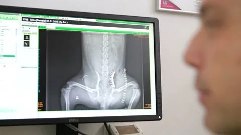 Dog's x ray on screen Stock Footage 62834927