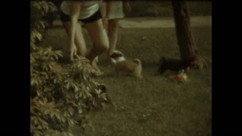 Dogs In Yard 1965 Stock Footage 151335561