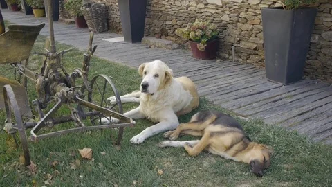 Dogs in the yard Stock Footage 80248540