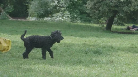 DogShaking 스톡 동영상 218256262