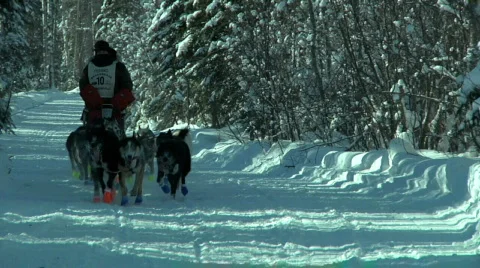 Dogsled 库存影片 874617