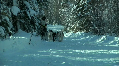 Dogsled 库存影片 874836