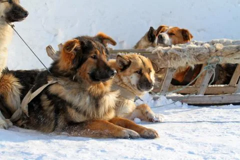 Dogsled 스톡 사진