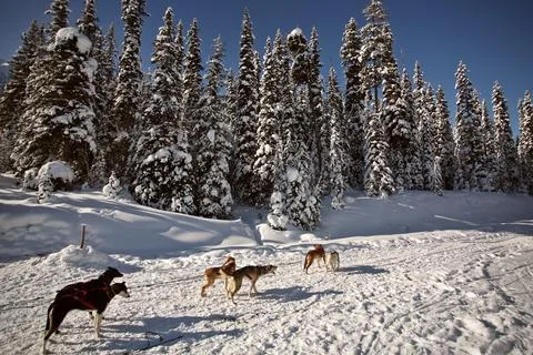 Dogsled racing in Alberta Stock Photos