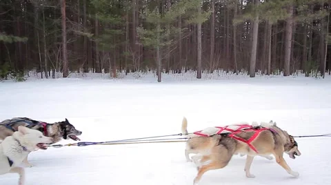 Dogsled takes off Stock Footage 61012940
