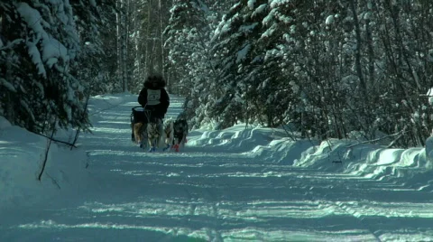 Dogsled Team Running 库存影片 874592