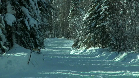 Dogsled Team Running 库存影片 874612