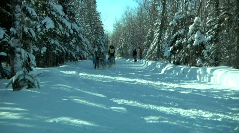 Dogsled Team Running 库存影片 874752