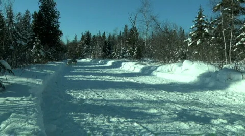Dogsled Team Running 库存影片 874951
