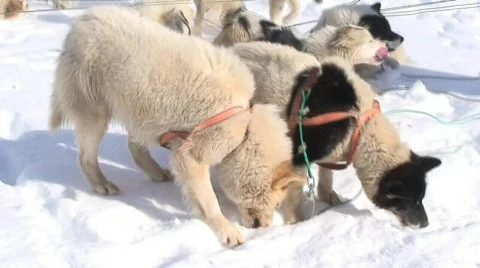 Dogsledding Dogs Stock Footage 688326