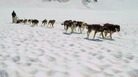 Dogsledding team in motion high mountain pass, Alaska Stock Footage 39803469