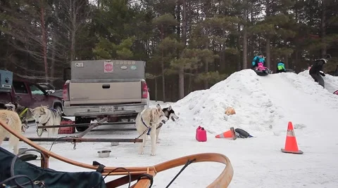 Dogsledding team side scroll view Stock Footage 61022837