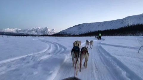 Dogsledding Through Norway Stock Footage 119640785