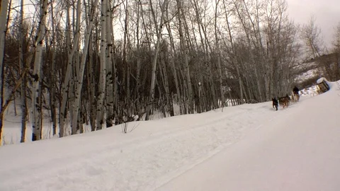 Dogsleding through mountain forest in Utah. Stock Footage 98005261