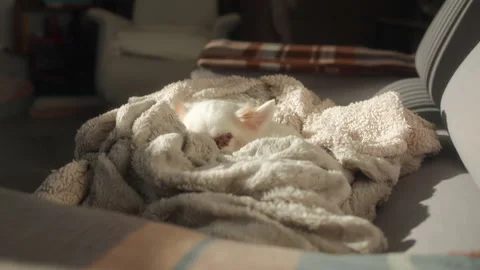 DogSofa01 Stock Footage 297557893