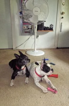 DogswBones Stock Photos