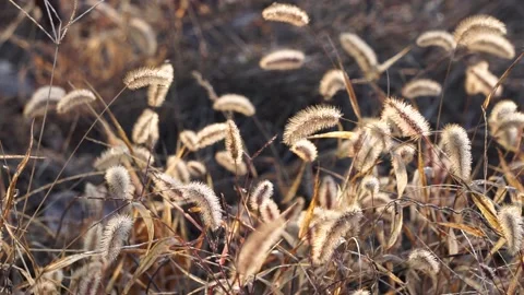 Dogtail grass in winter Stock Footage 149897973