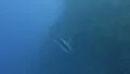 Dogtooth tuna or White Tuna patroling close to reef HD Footage
