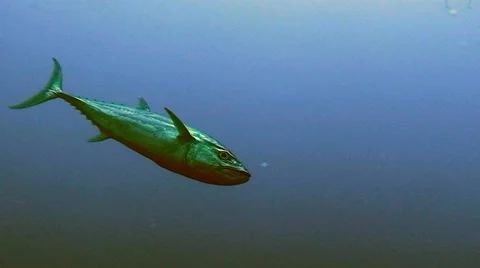 Dogtooth tuna, passing left to right, low angle, red sea, sudan Stock Footage 43199971