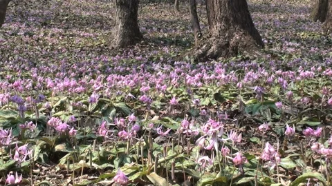 Dogtooth Violet Stock Footage 327431159
