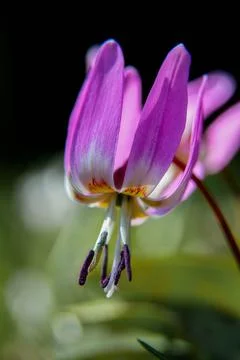 Dogtooth violet Stock Photos