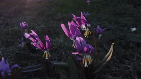 Dogtooth violet. Spring primroses erythronium japonicum Stock Footage 233230078