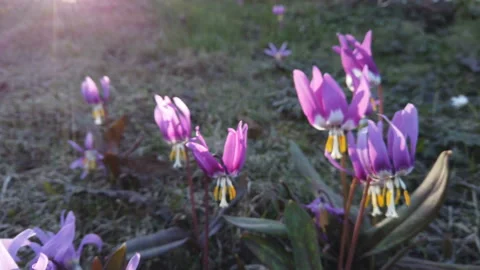Dogtooth violet. Spring primroses erythronium japonicum Stock Footage 233230132