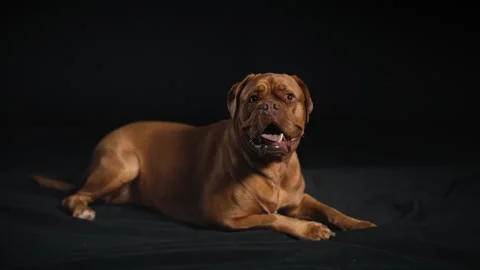 Dogue De Bordeaux Dog posing ina studio Stock Footage 264579953